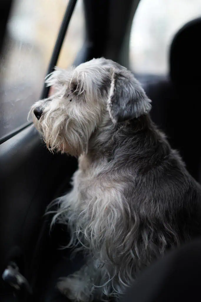 A gray Schnauzer dog sits in a car, gazing out the window thoughtfully.