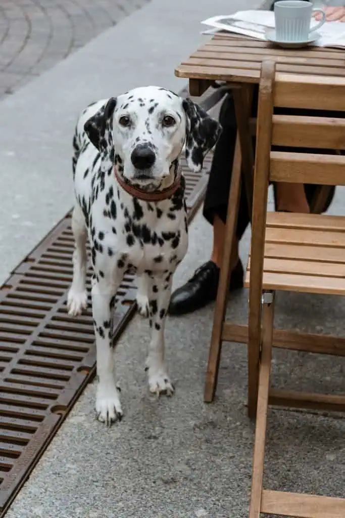 Charming Dalmatian dog standing beside wooden cafe table outdoors in summer.