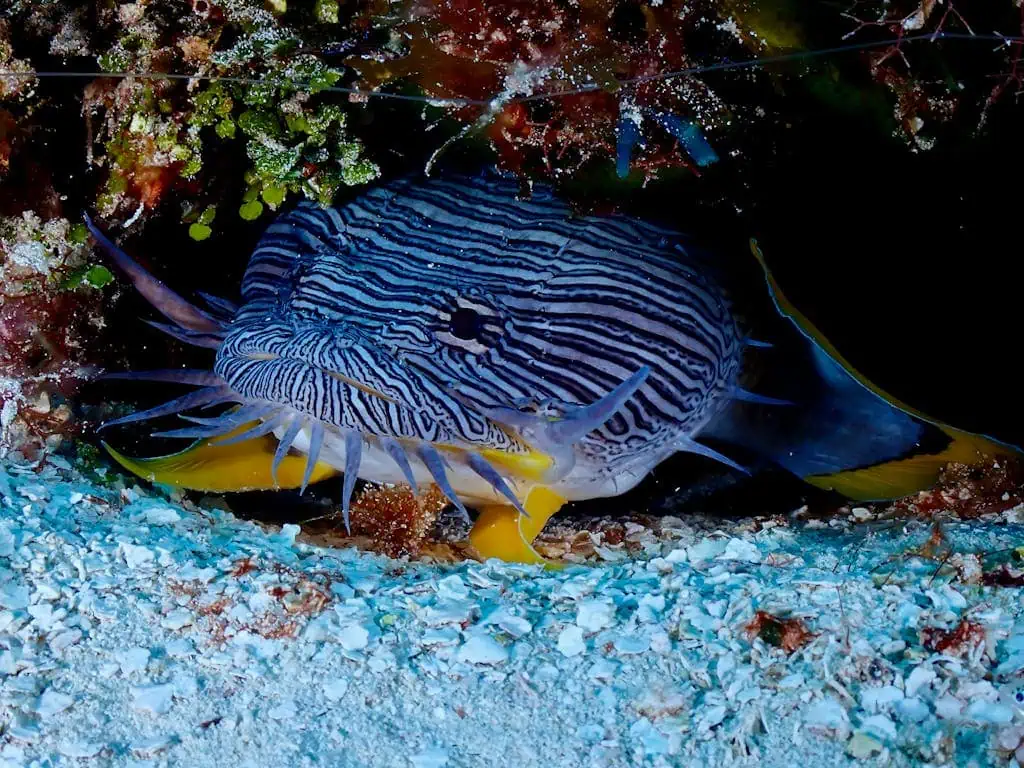 Close-up of a splendid toadfish (Sanopus splendidus) in Cozumel's vibrant reef.