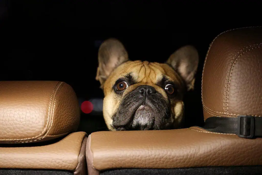 Cute French Bulldog peeking between car seats, exuding charm on a nighttime ride.