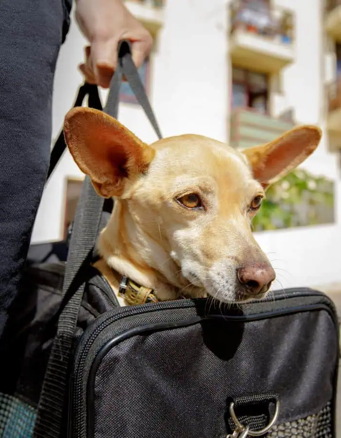 A tan dog with large ears looks out calmly from a black pet carrier held by a person wearing dark clothing. The photo is taken outdoors in a sunny area, with a white building and balconies blurred in the background.