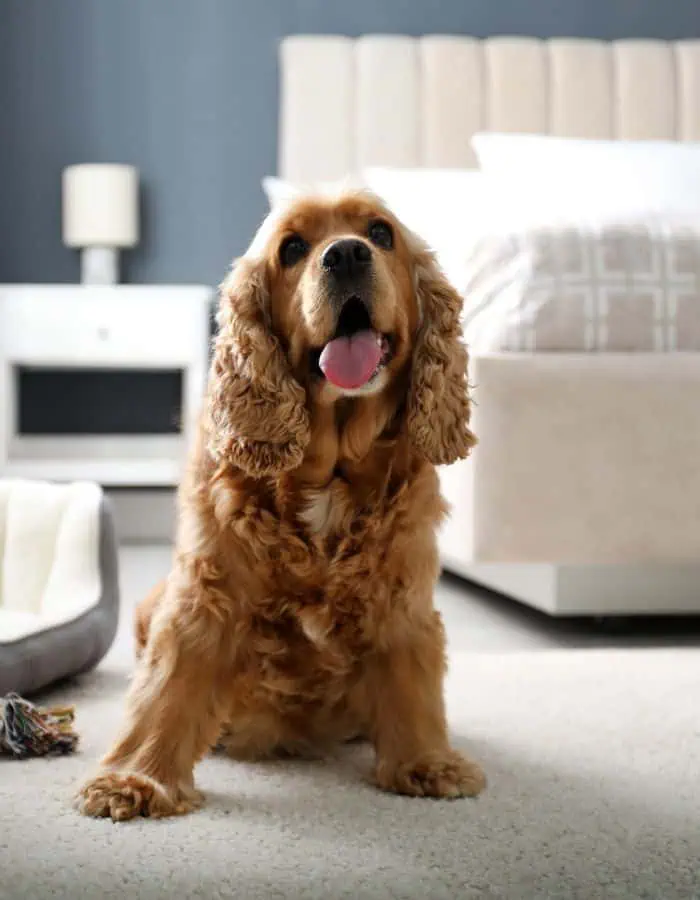 A happy Cocker Spaniel with golden curly fur sits on a plush white carpet in a modern, cozy hotel room. Behind the dog, thereโs a neatly made bed with a light-colored headboard and a nightstand with a lamp, adding to the serene vibe.