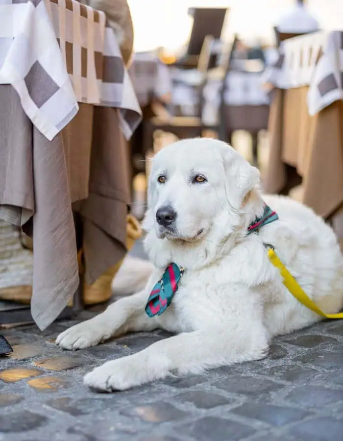 A large white dog with a fluffy coat lies calmly on a cobblestone floor under an outdoor restaurant table, wearing a red-and-green patterned bandana and a yellow leash. The background shows other tables draped in neutral-toned checkered and solid tablecloths.