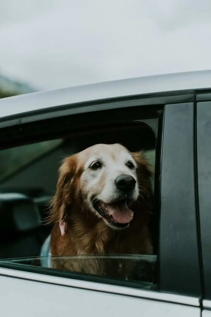 Happy Golden Retriever looking out of a car window, enjoying the ride.