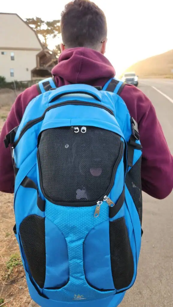 A person in a maroon hoodie walks along a rural roadside at sunset, carrying a bright blue backpack pet carrier. Inside the mesh front panel of the backpack, a small black dog is barely visible peeking out through the mesh window.