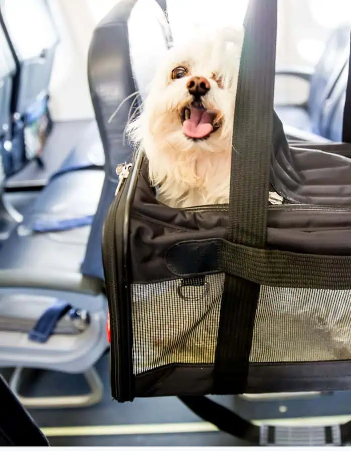 A fluffy white dog with a happy expression peeks out of a black mesh pet carrier on an airplane seat. The dog looks excited, with its tongue out and ears perked, while airplane seats and seatbelts are visible in the background.