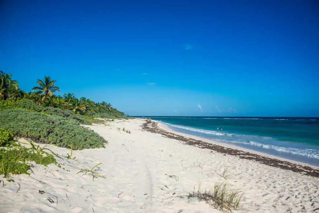 A quiet stretch of Xcacel Beach featuring soft white sand, patches of seaweed near the shoreline, and lush tropical greenery lining the left side. The deep blue sky and turquoise waves create a serene, untouched vibe with just a couple of swimmers in the distance.