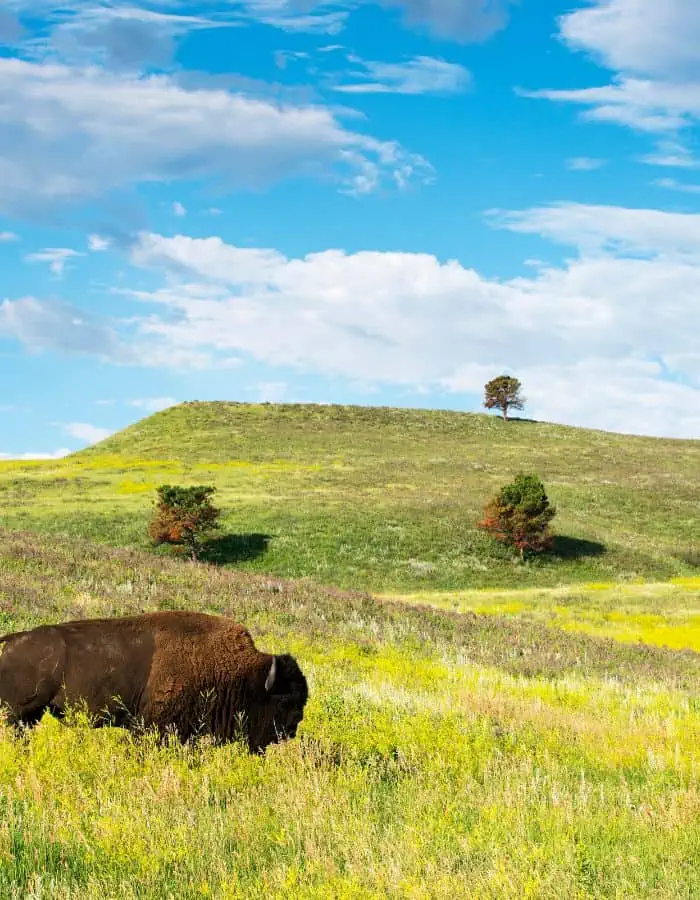 A lone bison grazes in a vibrant green and yellow meadow under a bright blue sky in South Dakota. Rolling hills dotted with a few scattered pine trees stretch into the background, creating a peaceful prairie scene.
