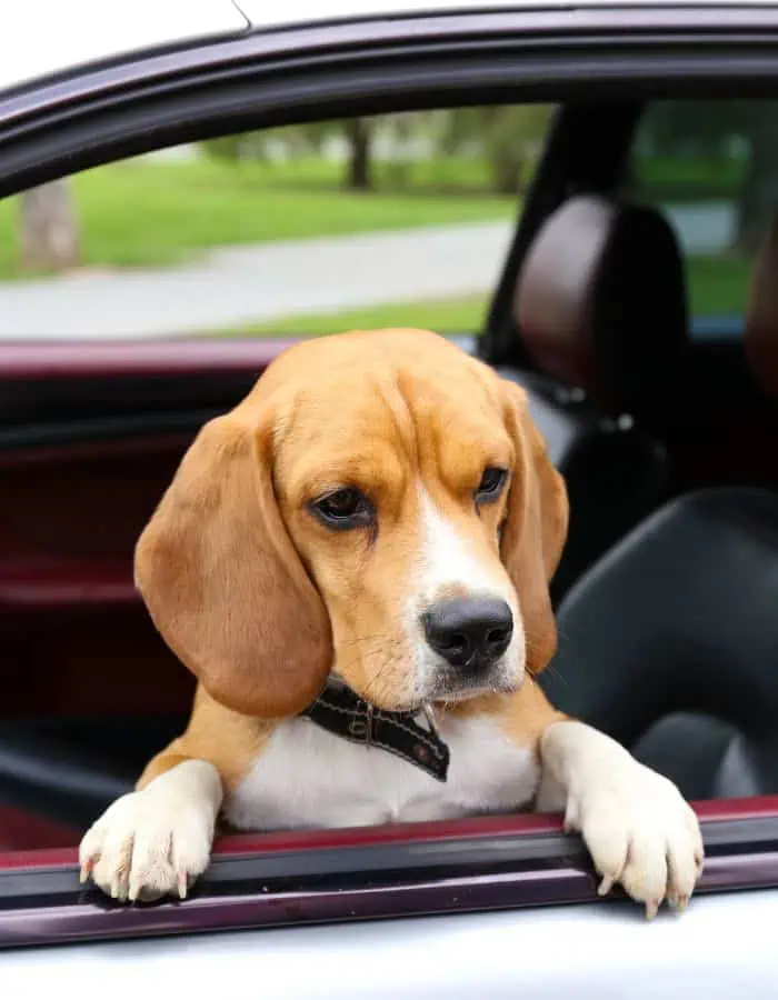 A beagle with tan and white fur leans its front paws on the edge of an open car window, looking out with a calm, thoughtful expression. The dog is inside a parked car with dark red interior details, and a green park is visible in the background.