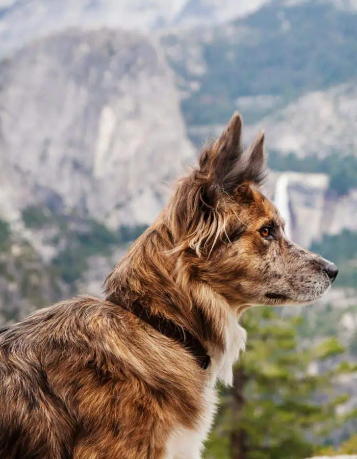 A majestic dog with a thick, brindle coat gazes into the distance at Yosemite National Park, with dramatic granite cliffs and a tall waterfall blurred in the background.