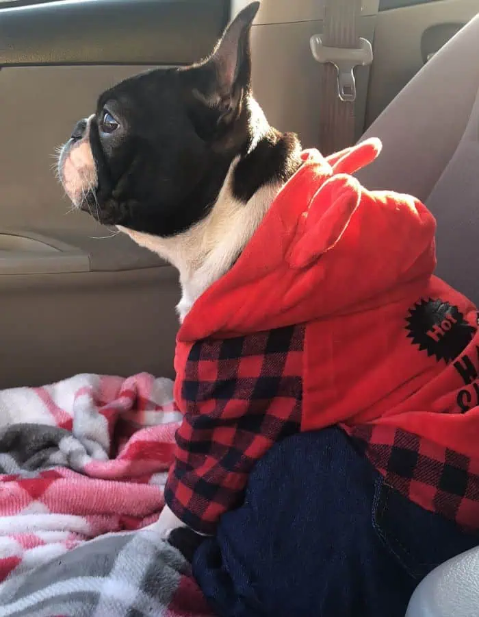 A French Bulldog sits upright on the front passenger seat of a car, dressed in a red and black plaid hoodie with “Hot Stuff” written on the back and a pair of denim-style pants. The dog stares intently out the window, perched on a soft pink and gray plaid blanket.