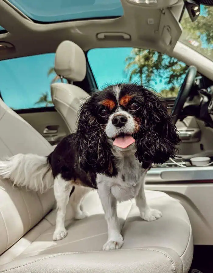 A small Cavalier King Charles Spaniel with long, wavy black and white fur and tan eyebrows stands on the front passenger seat of a car, looking cheerful with its tongue out. The car has cream-colored leather seats and a sunroof, with palm trees visible through the windows.