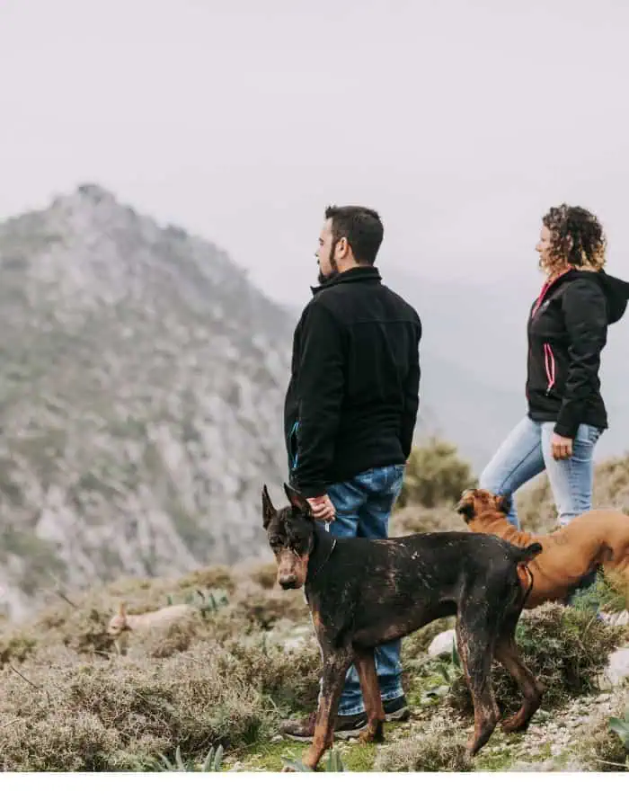 A man and woman stand on a rugged mountain trail with two dogs, one of them a Doberman, as they take in the misty, mountainous landscape ahead. Dressed in outdoor jackets and jeans, the group appears calm and focused, enjoying a scenic hike surrounded by nature.