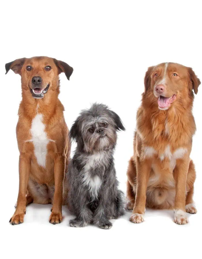 Three dogs sit side by side against a plain white background: a happy brown dog with a white chest on the left, a small shaggy black and gray dog with an underbite in the center, and a fluffy golden-brown dog with white markings on the right, all facing forward.