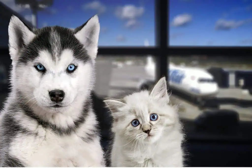 Husky puppy and fluffy white kitten with striking blue eyes sitting together inside an airport terminal, with a large airplane visible outside the window in the background.