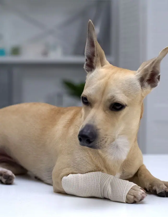 A light brown dog with upright ears lies on a white surface, its front paw wrapped in a beige bandage. The dog looks off to the side in a calm indoor setting, suggesting recovery or a recent visit to the vet.