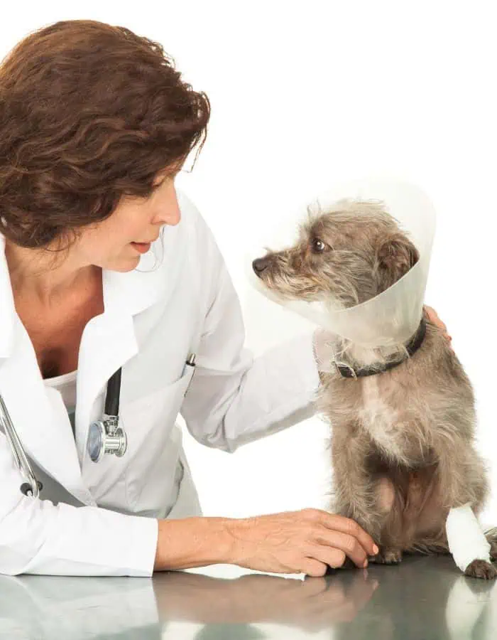 A small scruffy dog wearing a cone collar and a leg bandage sits on a metal exam table while a female veterinarian gently comforts it. The vet, dressed in a white coat with a stethoscope, looks at the dog with a caring expression against a plain white background.